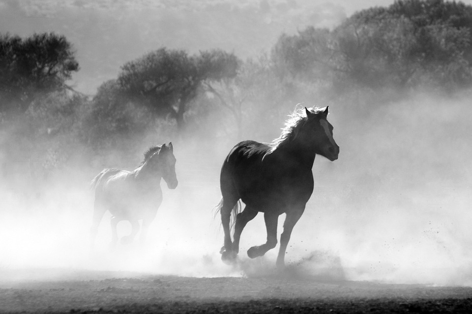 Adjetivo de caballo: Ejemplos y formas de usar