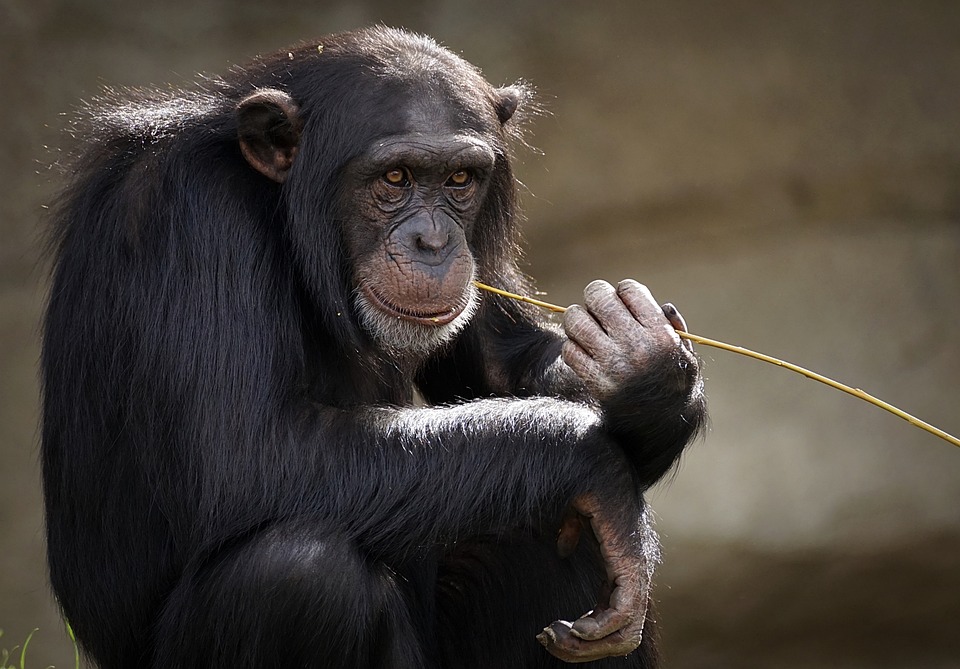 Ejemplos de adjetivo de Chimpancé: usos y aplicaciones