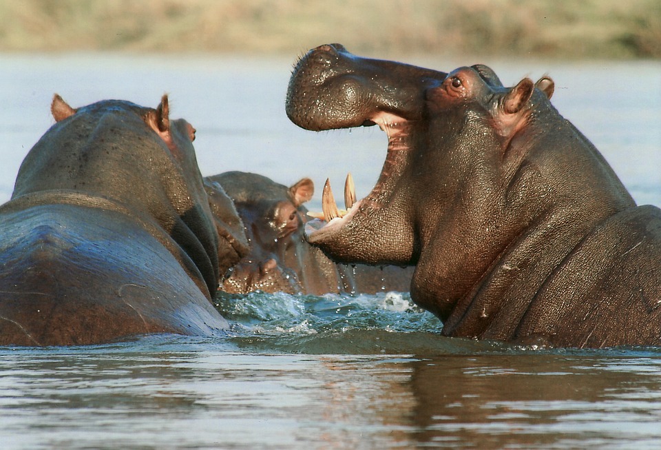 Ejemplos del adjetivo de Hipopótamo que debes conocer