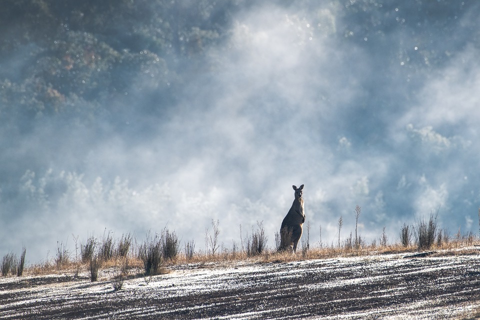 Ejemplos del adjetivo de canguro: Uso y aplicaciones