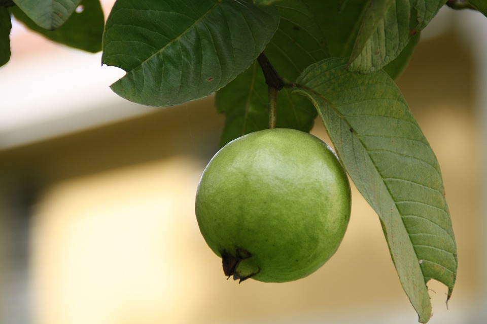 El Adjetivo de Guayaba: Ejemplos y Uso