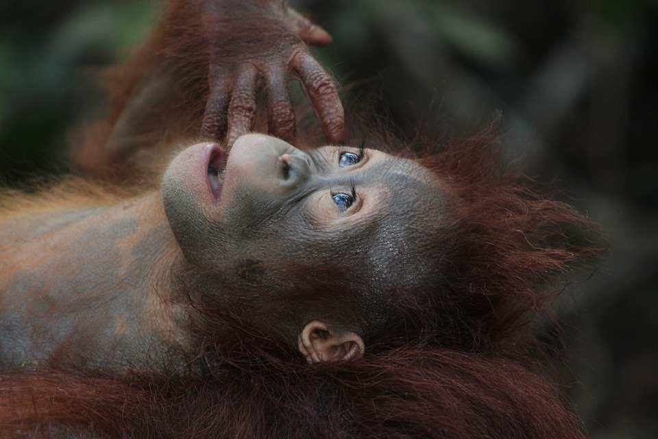 El Adjetivo de Orangután: Uso y Ejemplos Relevantes
