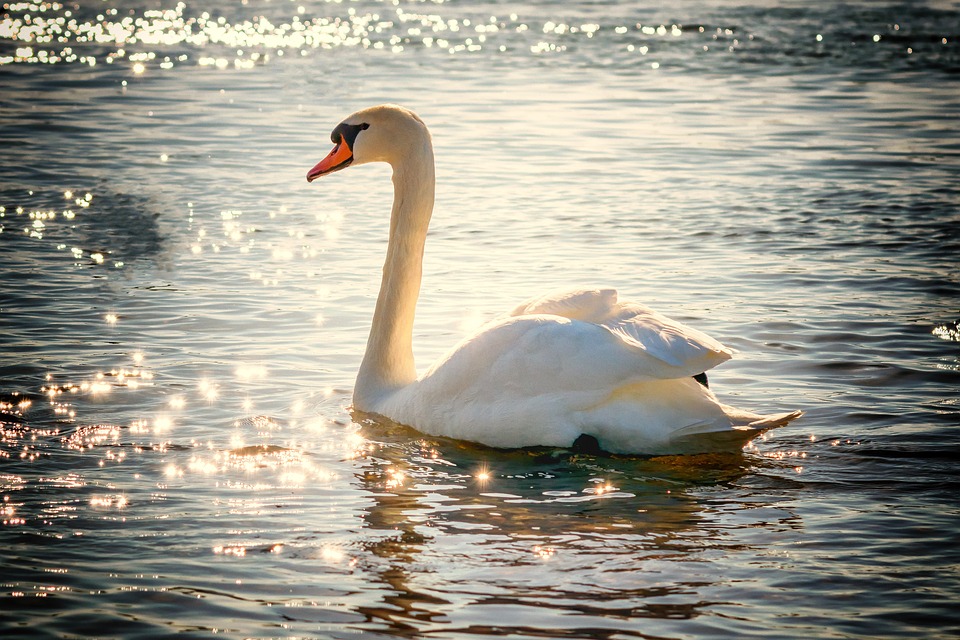 El adjetivo de Cisne: ejemplos y usos destacados