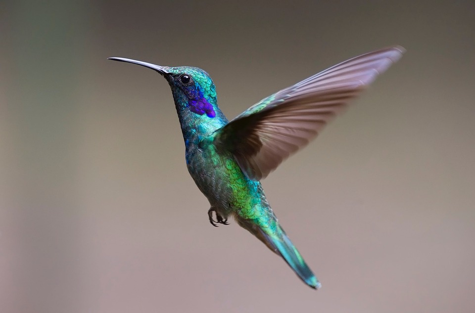 El adjetivo de Colibrí: ejemplos y su uso en español