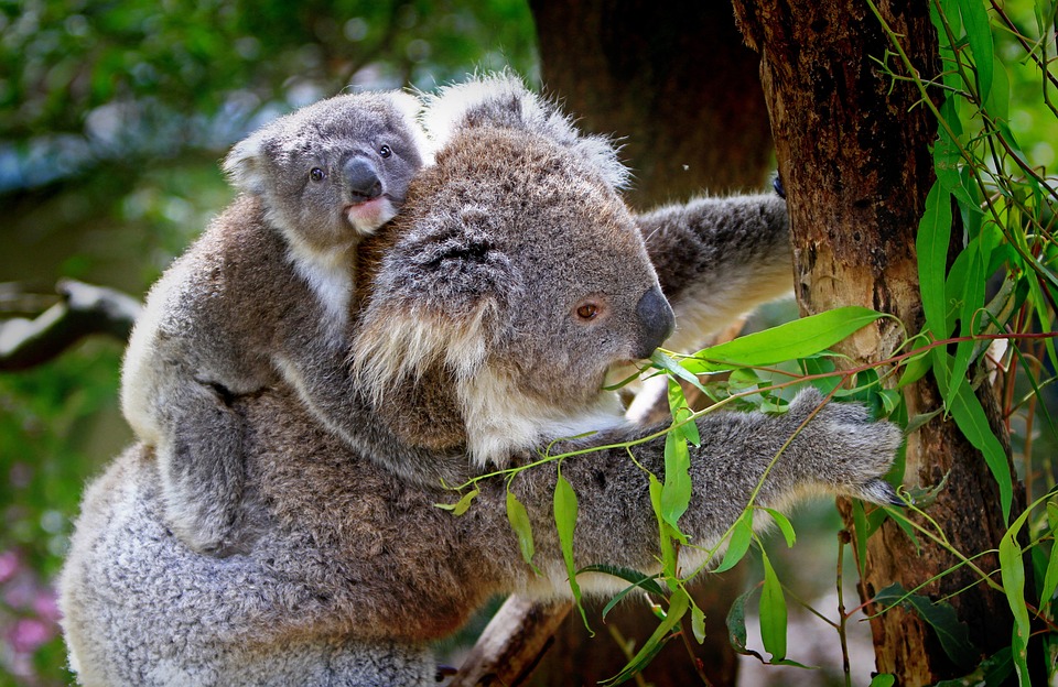 El adjetivo de Koala: usos y ejemplos impresionantes