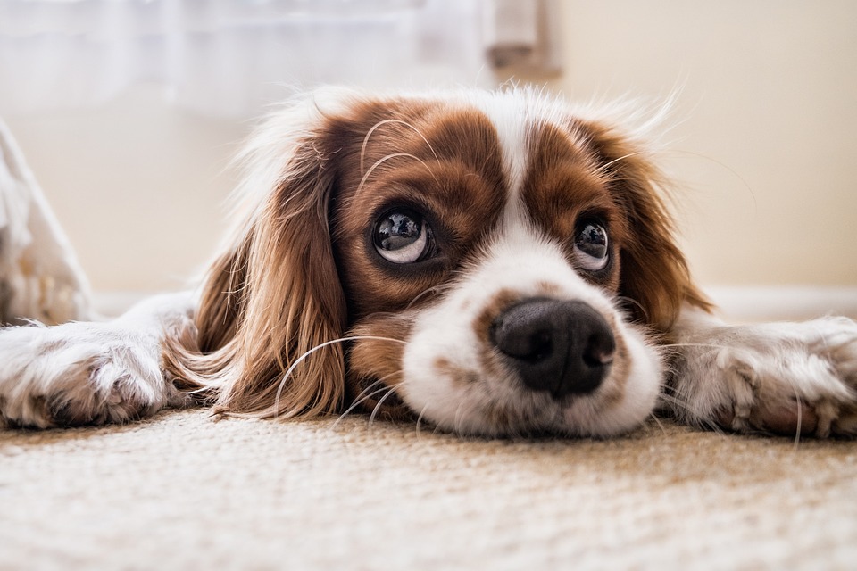 El adjetivo de Perro: Uso y ejemplos imprescindibles