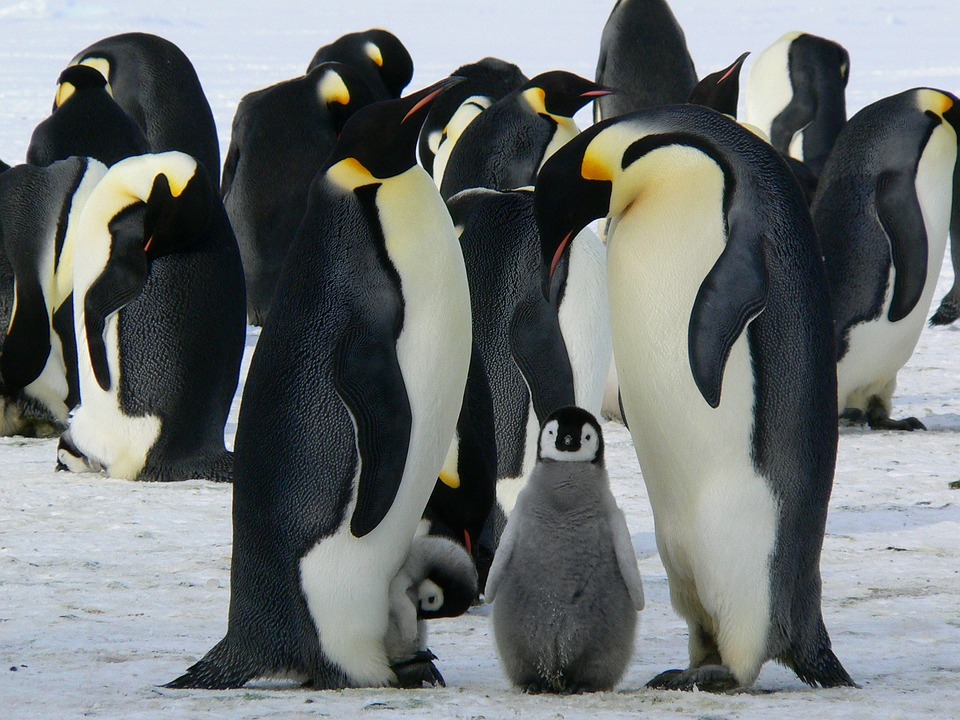 El adjetivo de Pingüino: ejemplos y usos gramaticales.