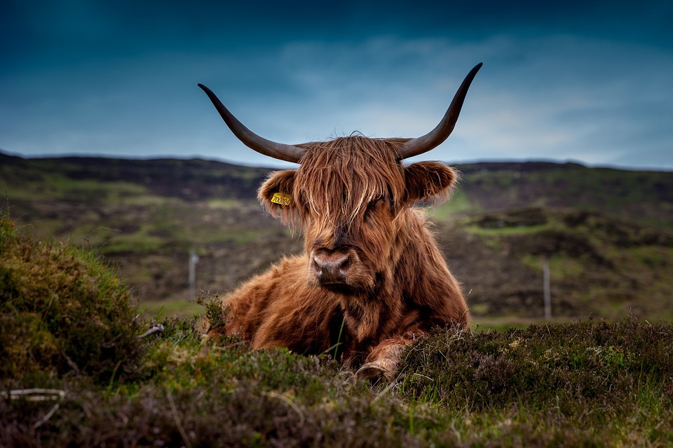 El adjetivo de Vaca: Ejemplos y usos en español