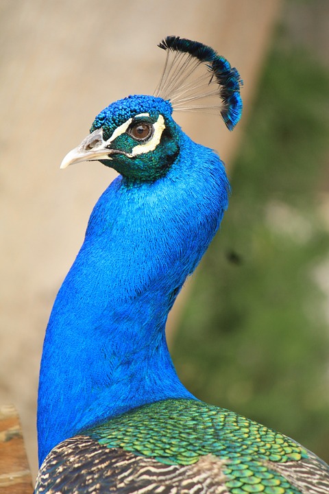 El magnífico adjetivo de Pavo real: uso y ejemplos