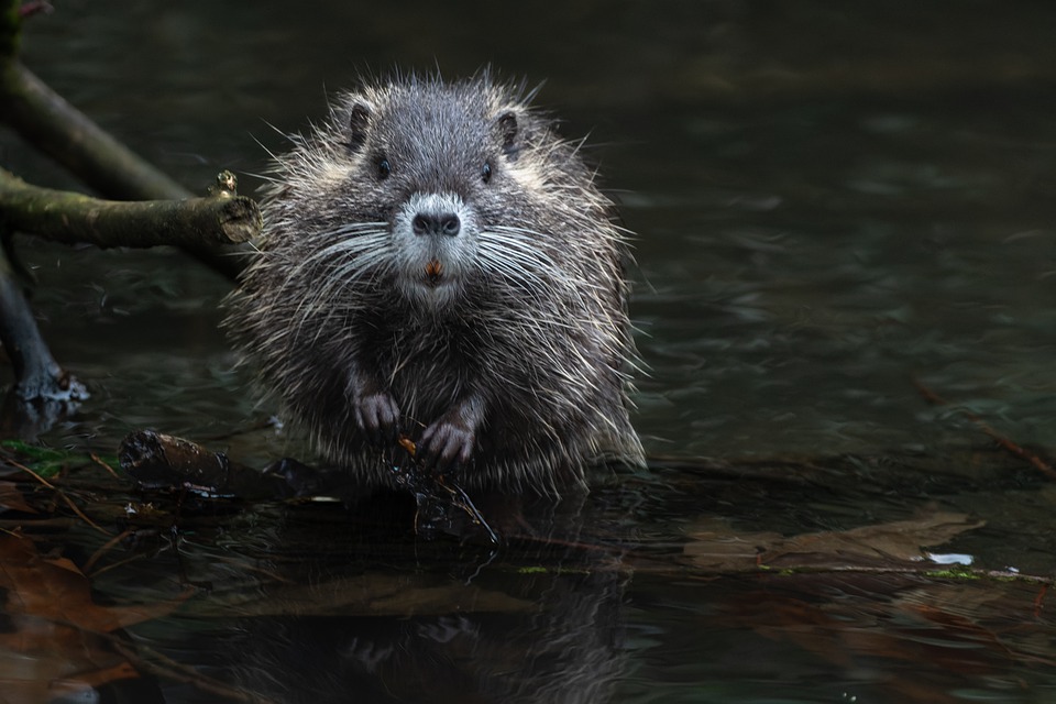 El versátil adjetivo de Nutria: uso y ejemplos en diferentes contextos