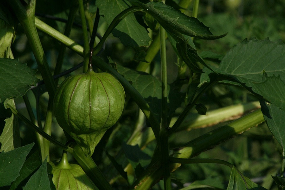 Usos y ejemplos del adjetivo de Tomatillo: una guía completa