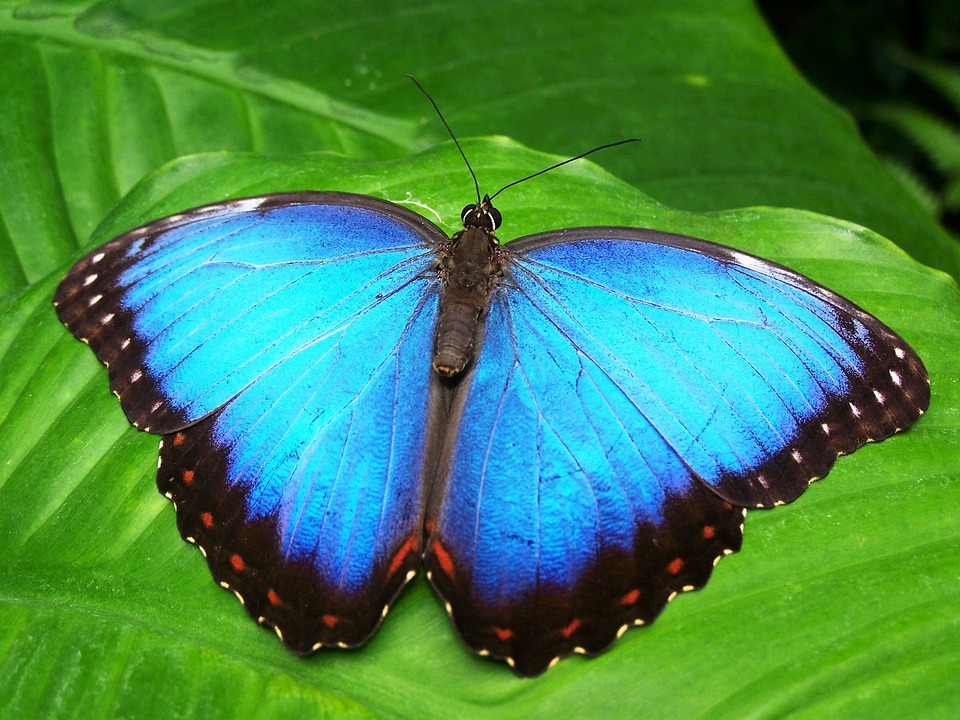 Ejemplos del adjetivo de Mariposa: delicada, colorida y frágil