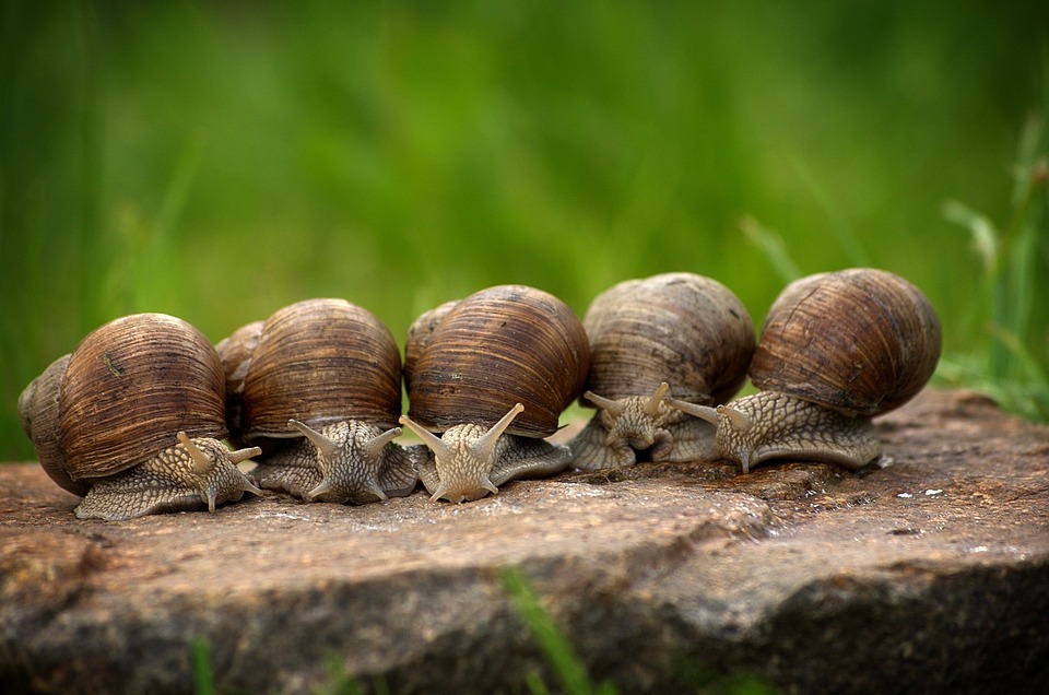 El adjetivo de Caracol: Uso y ejemplos para enriquecer tus descripciones