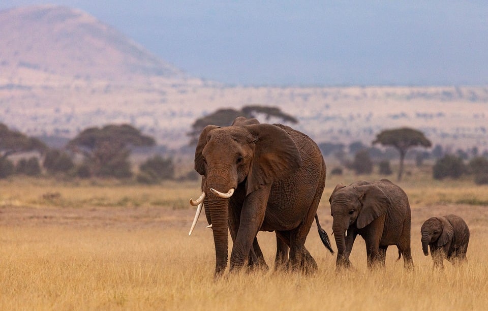 El adjetivo de Kenia: ejemplos y formas de utilizarlo