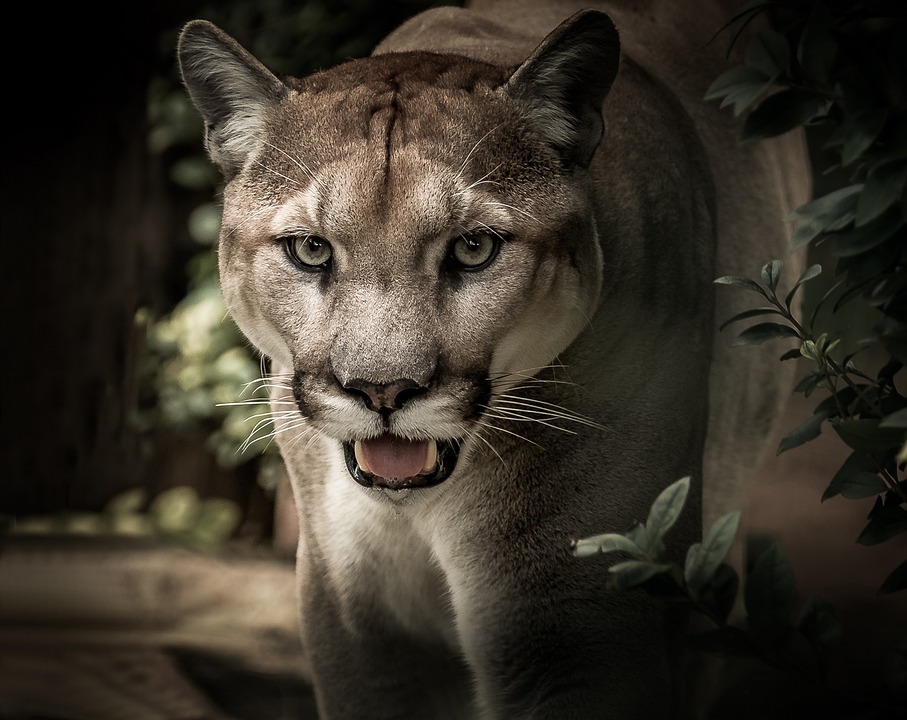 El adjetivo de Puma: uso y ejemplos en tono natural y amigable