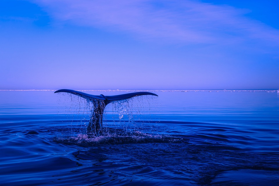 El sorprendente adjetivo de Ballena: usos y ejemplos que te encantarán