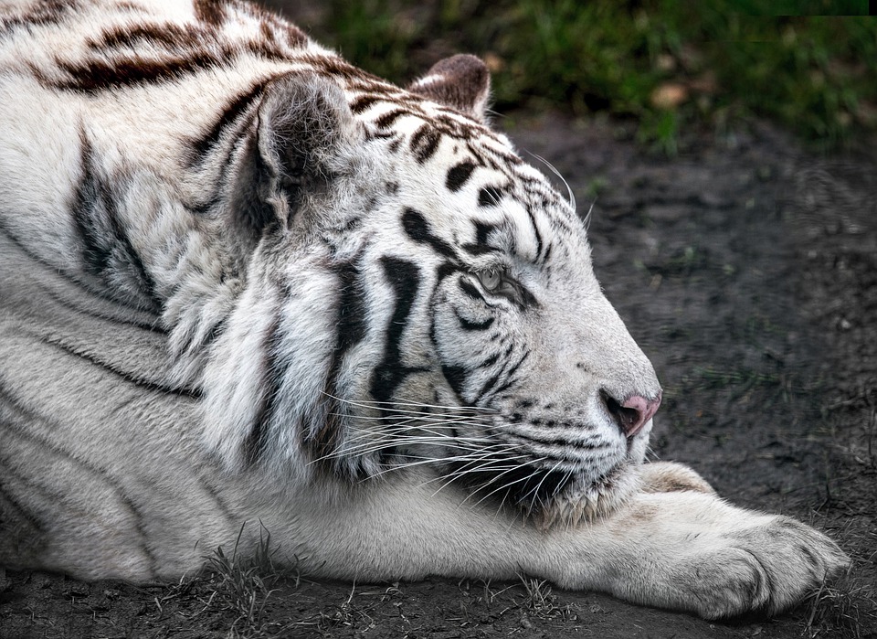 El uso y ejemplos del adjetivo de Tigre blanco: ejemplos y aplicaciones.