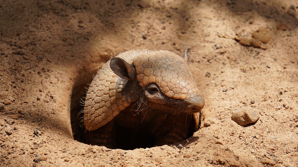 El versátil adjetivo de Armadillo: ejemplos y usos