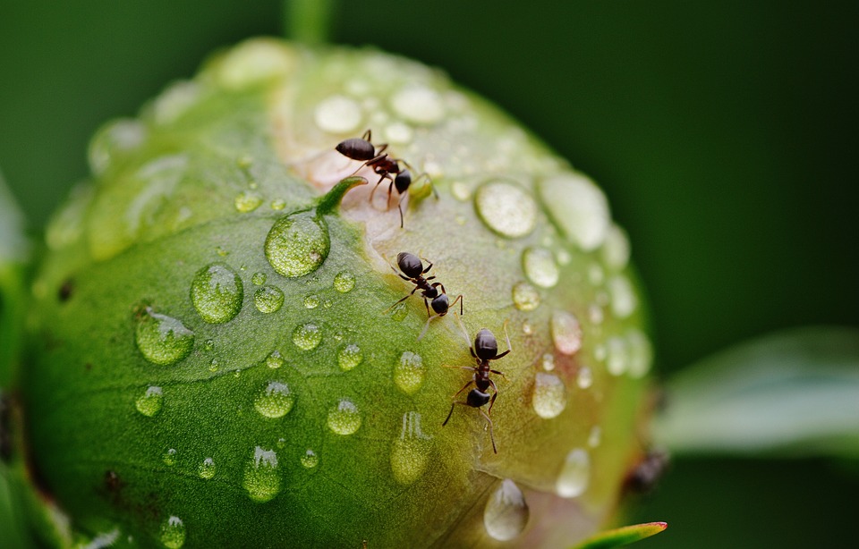 Hormiga: Explorando el adjetivo de este pequeño insecto