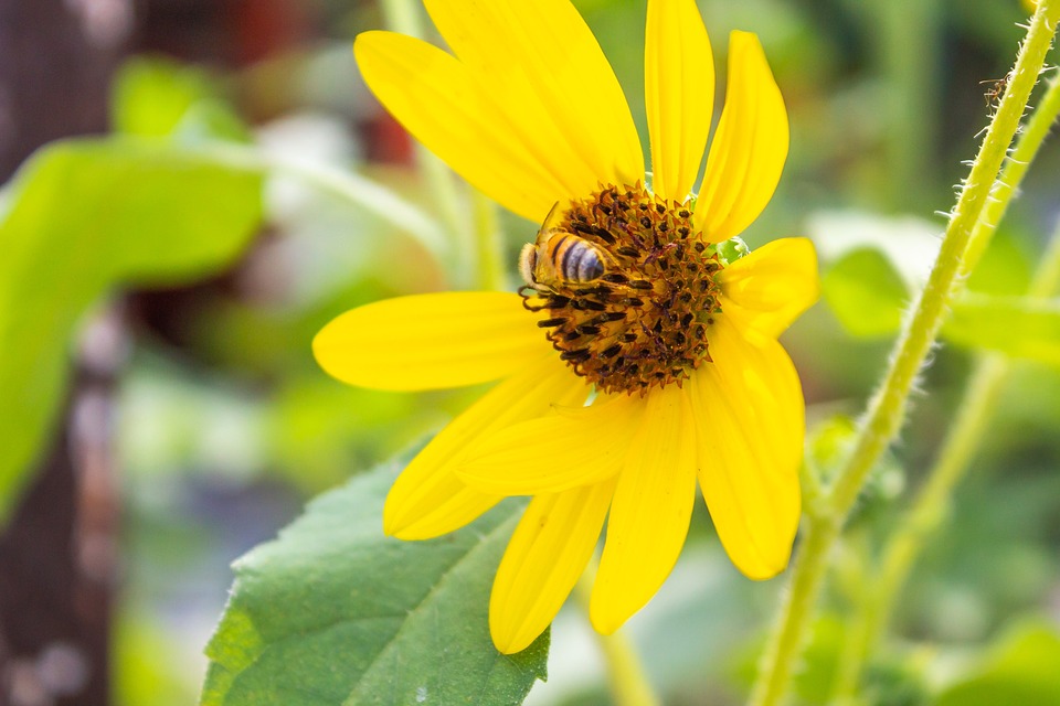 El aditivo de Polen de abeja: uso y ejemplos