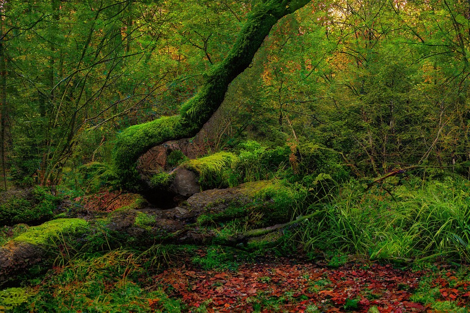 El adjetivo de Selva: uso y ejemplos