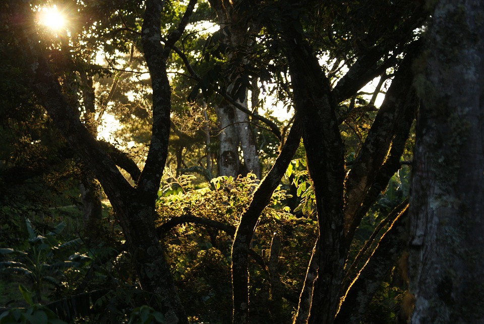 El adorno de la jungla: uso y ejemplos del adjetivo de Jungla