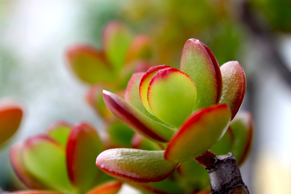 Adjetivo de Glicerina Vegetal: Uso y Ejemplos