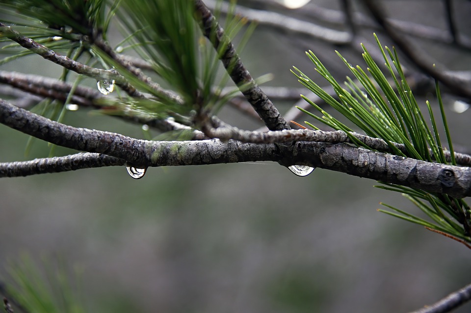 Adjetivo de Bosque: uso y ejemplos para enriquecer tu vocabulario