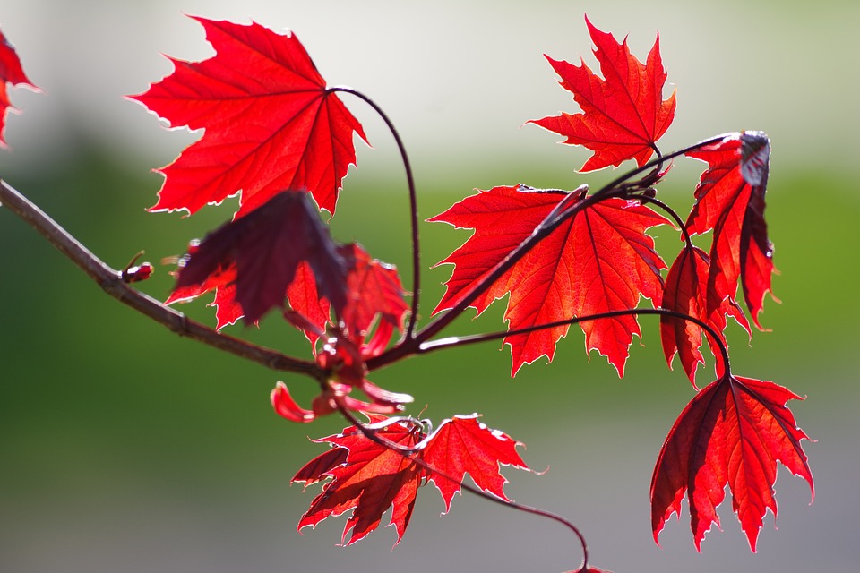 Adjetivo de Miel de Maple: Uso y Ejemplos