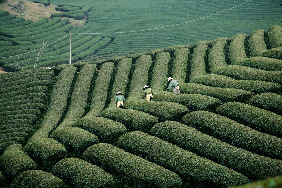 El adjetivo de Plantación: uso y ejemplos