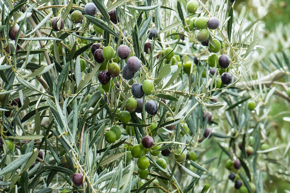 El adjectivo de Olivar: uso y ejemplos