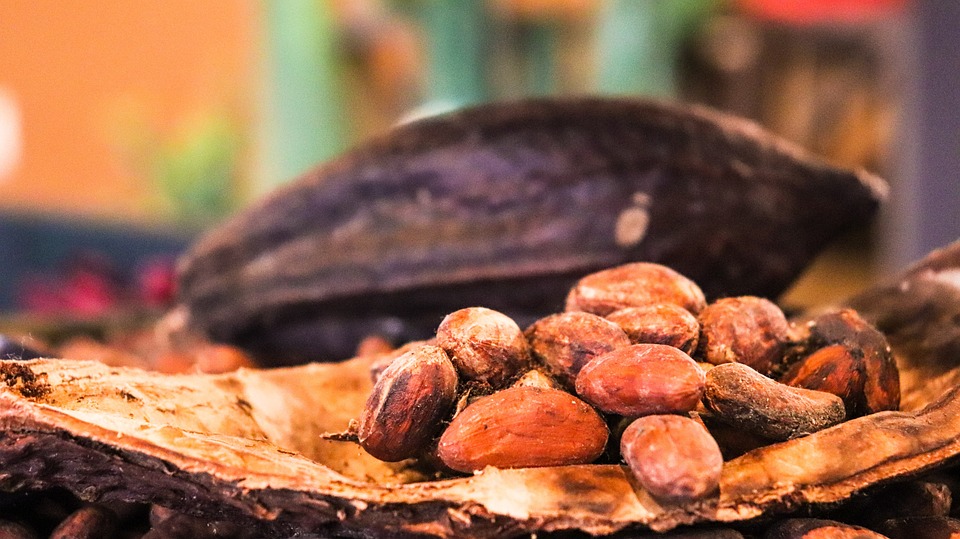 Adjetivo de Cacao en polvo: ejemplos y usos