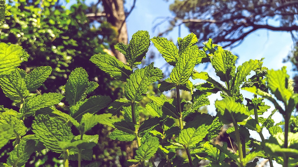 Adjetivo de Crema de Menta: Utiliza y aprende ejemplos