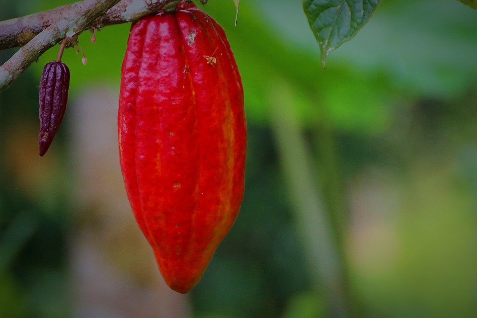 El adjetivo de Manteca de Cacao: Uso y ejemplos