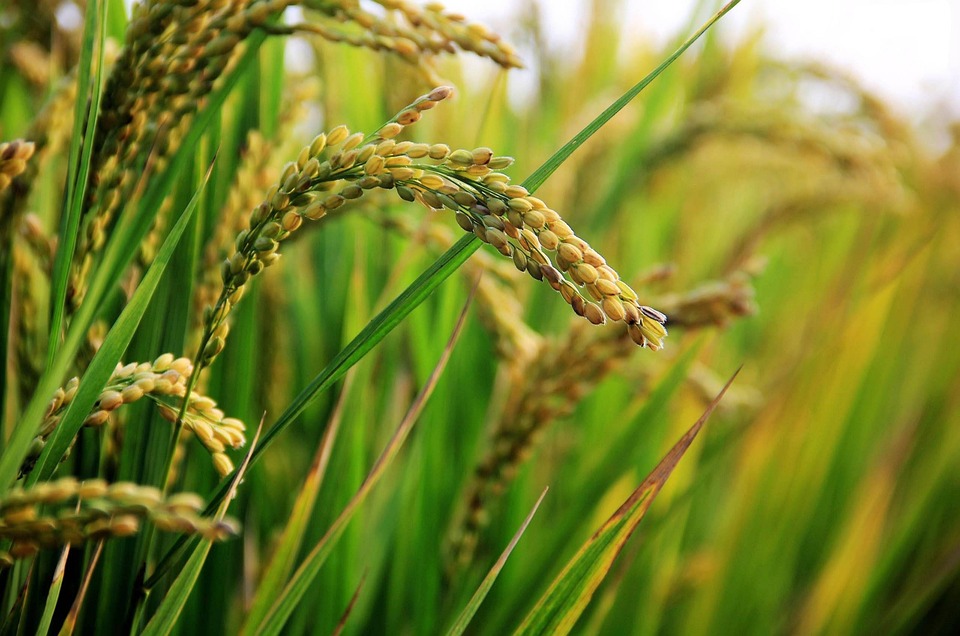 Adjetivo de Arroz Salvaje: Uso y Ejemplos